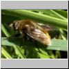 Merodon equestris - Narzissenschwebfliege 09.jpg